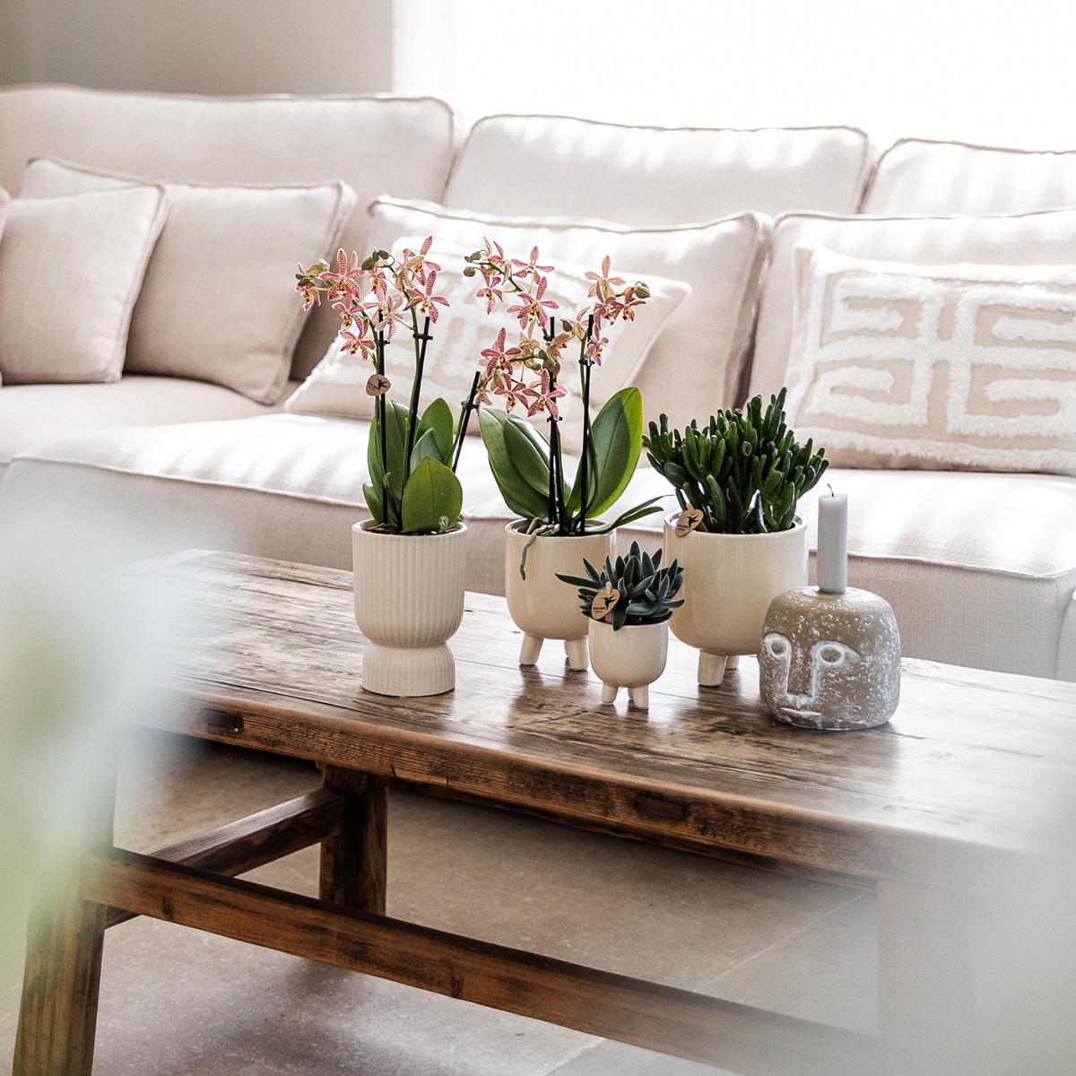 3 x Ziertopf Gummy travertine