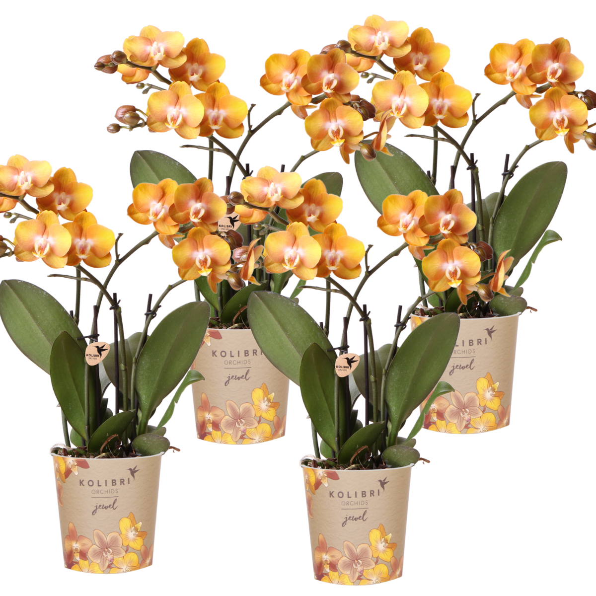 4 große Aurelia (Phalaenopsis Las Vegas) im 12 cm Topf