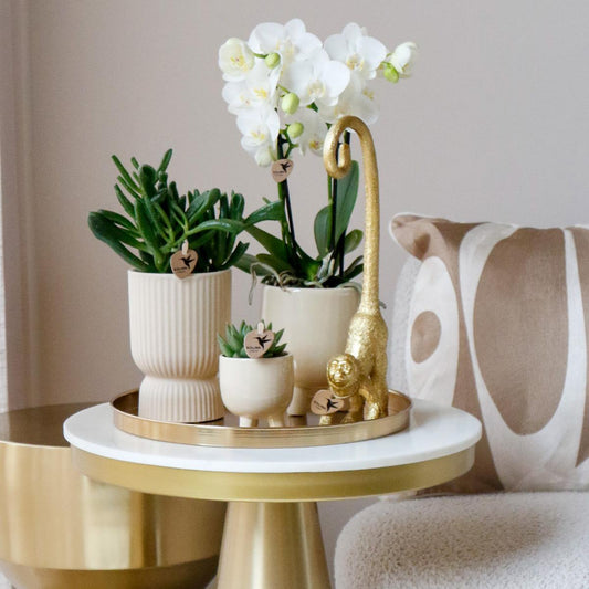 4 Blanca (Phalaenopsis Amabilis) im 9 cm Topf