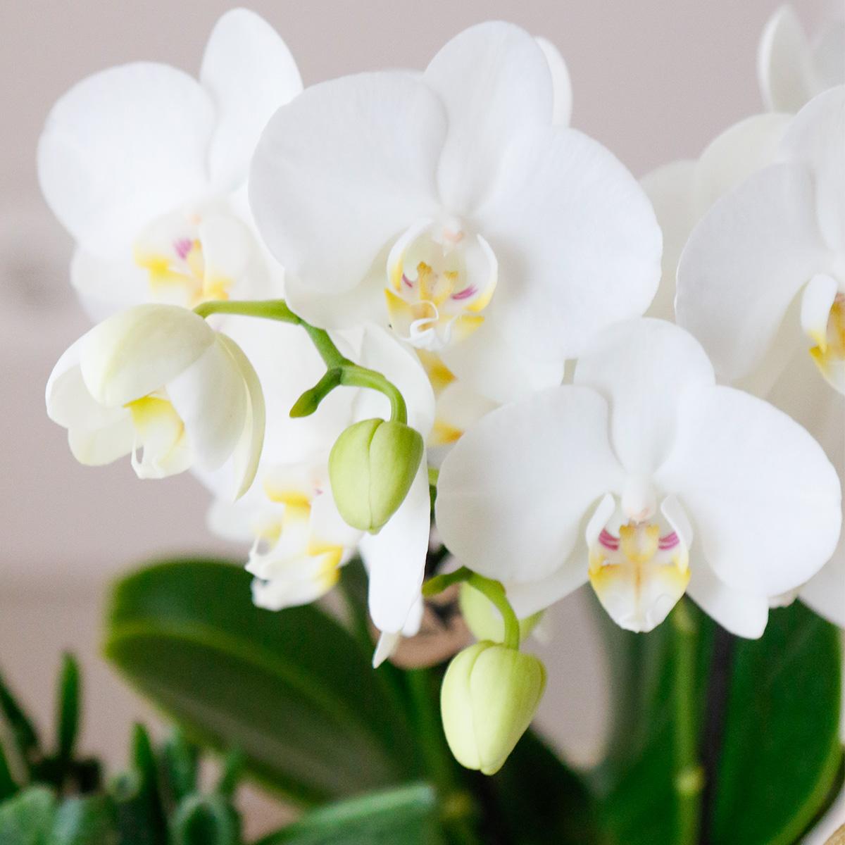 4 Blanca (Phalaenopsis Amabilis) im 9 cm Topf