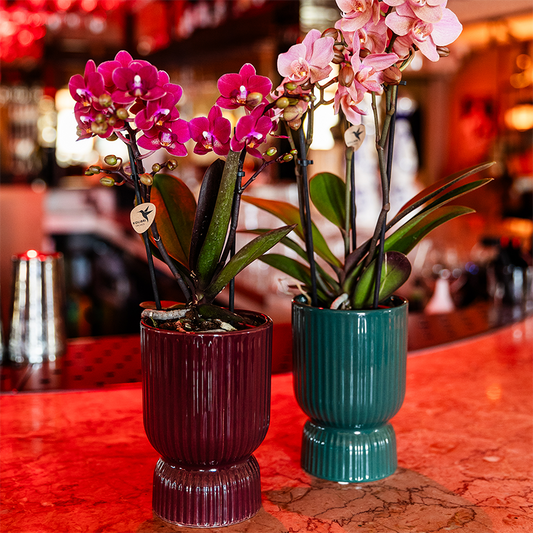 Amélie (Phalaenopsis Chamonix)