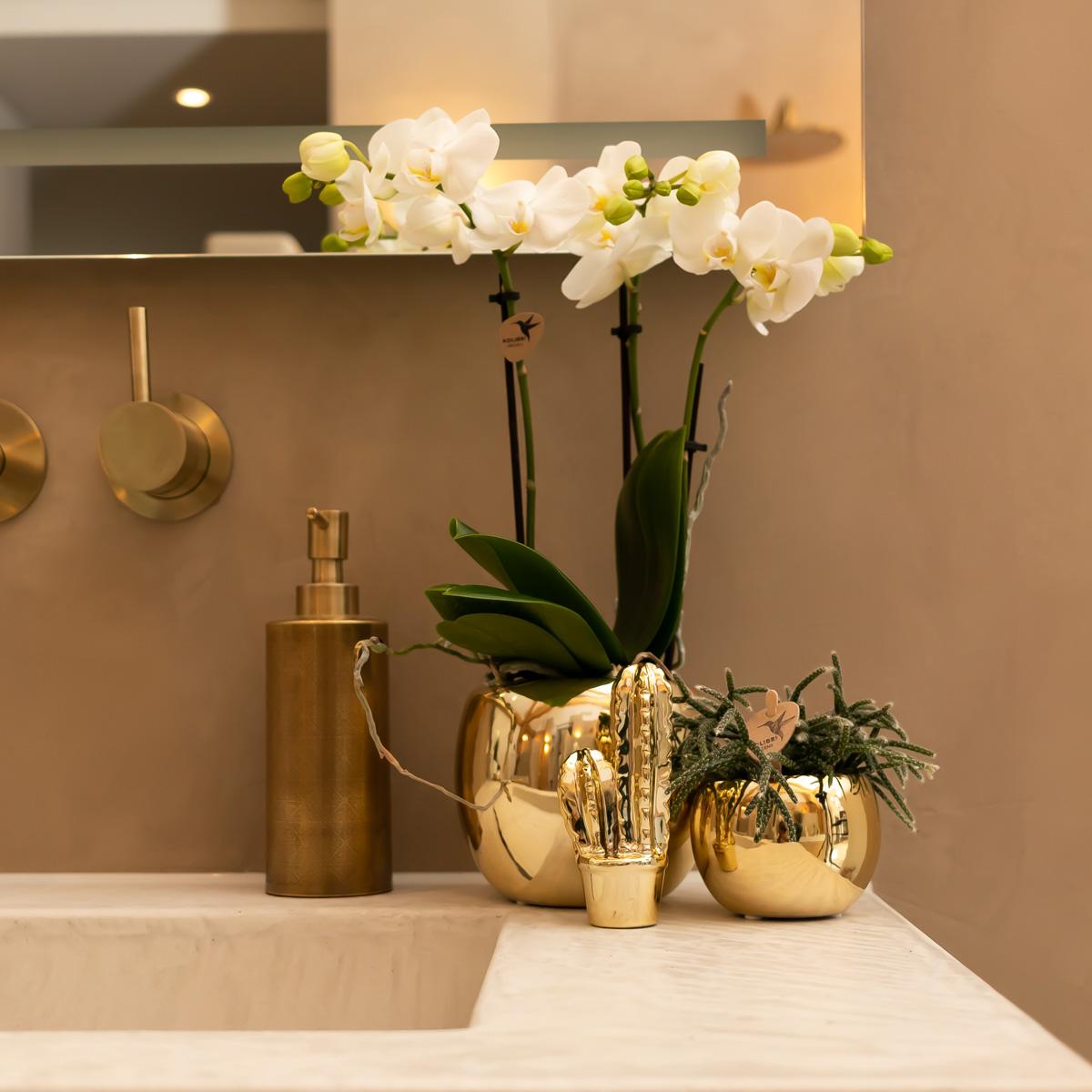 Blanca (Phalaenopsis Amabilis)