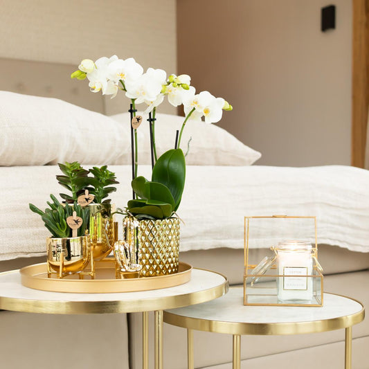 Blanca mit Diamant Topf gold