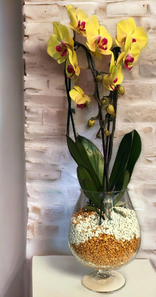 Colomi Orchideengranulat