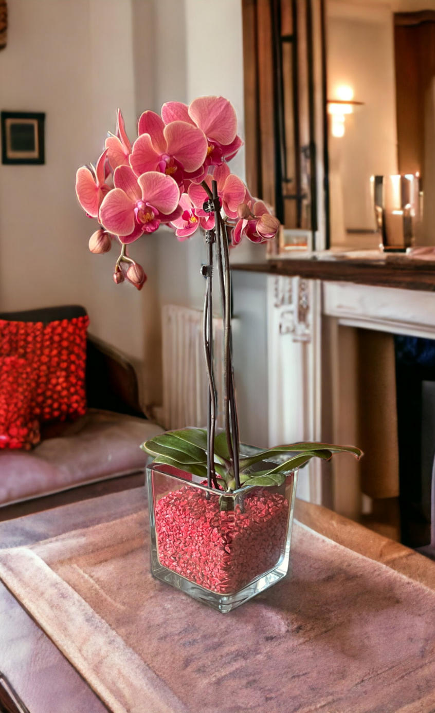 Colomi Orchideengranulat