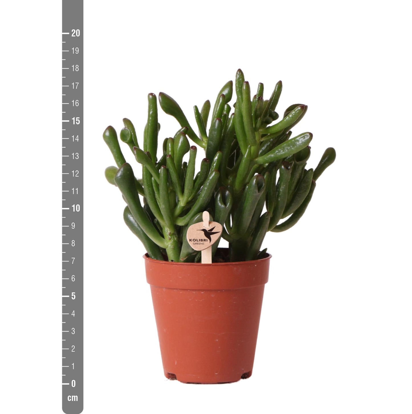 Crassula Hobbit