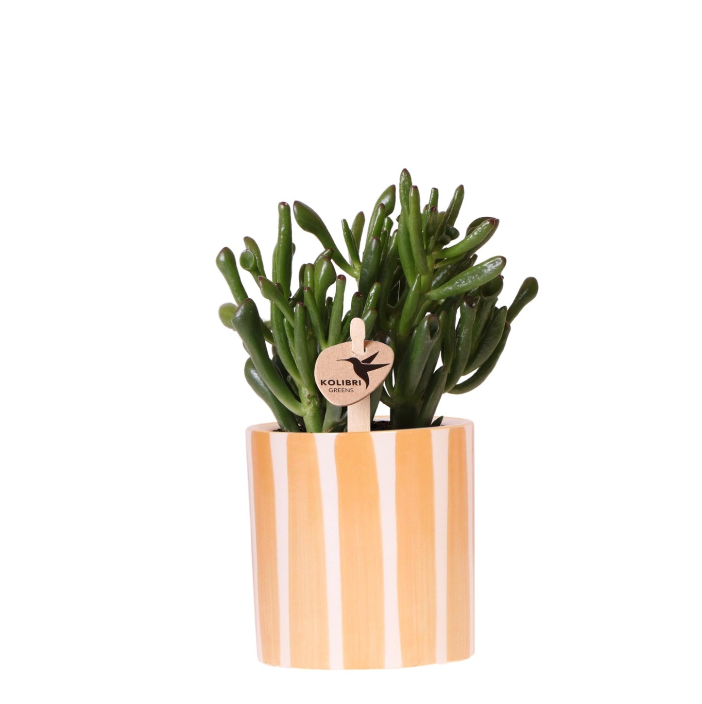 Sukkulente Crassula Hobbit mit Streifentopf