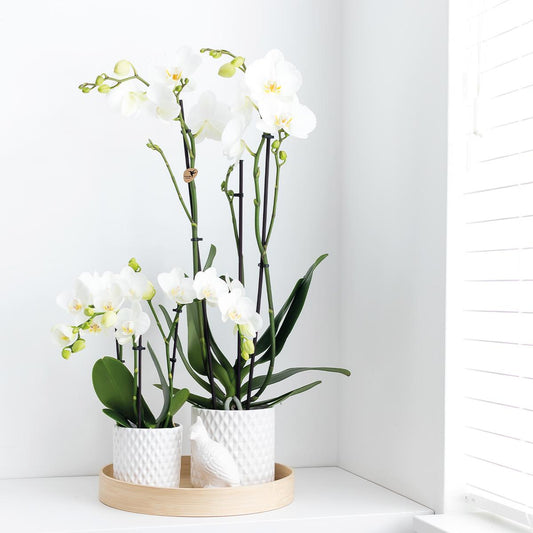 Blanche (Phalaenopsis Dame Blanche)