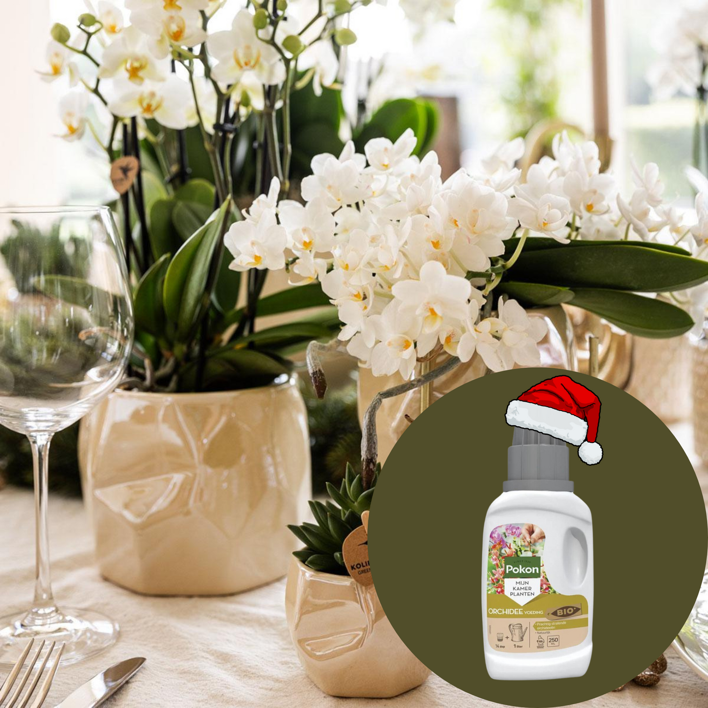 Set "Festtafel" & Pokon Bio Orchideennahrung