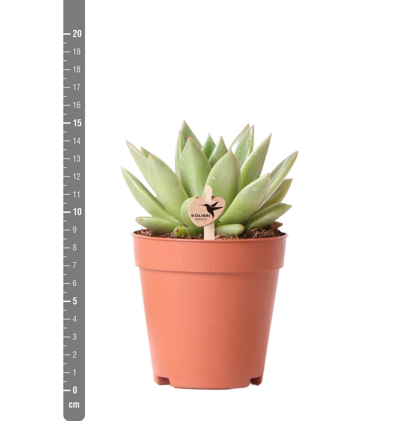 Sukkulente Echeveria Miranda