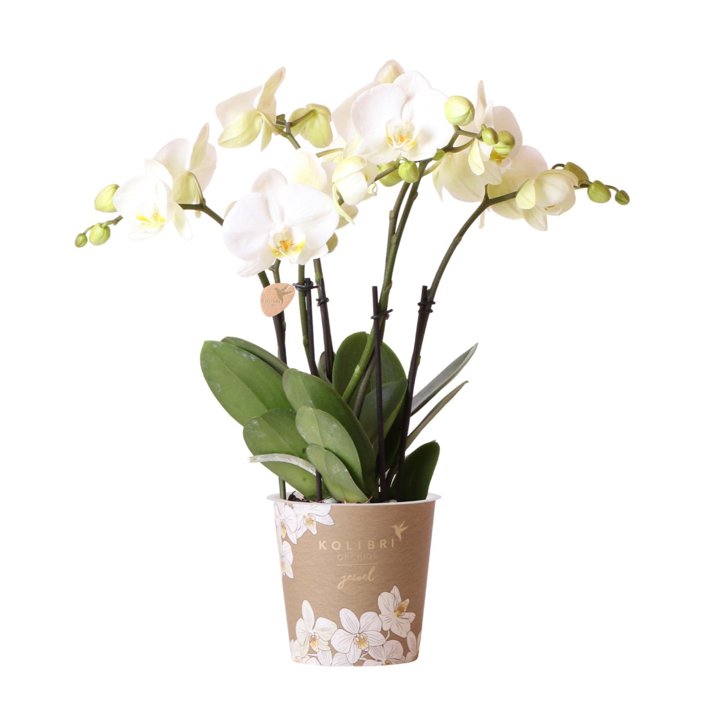 Fien (Phalaenopsis Ghent)