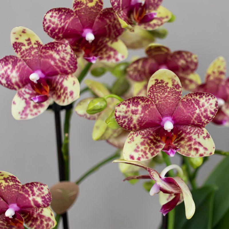 Francesca (Phalaenopsis Grosseto)