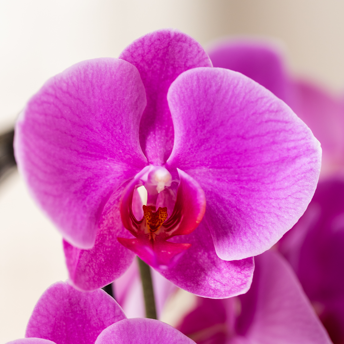 Freeride (Phalaenopsis Freeride)