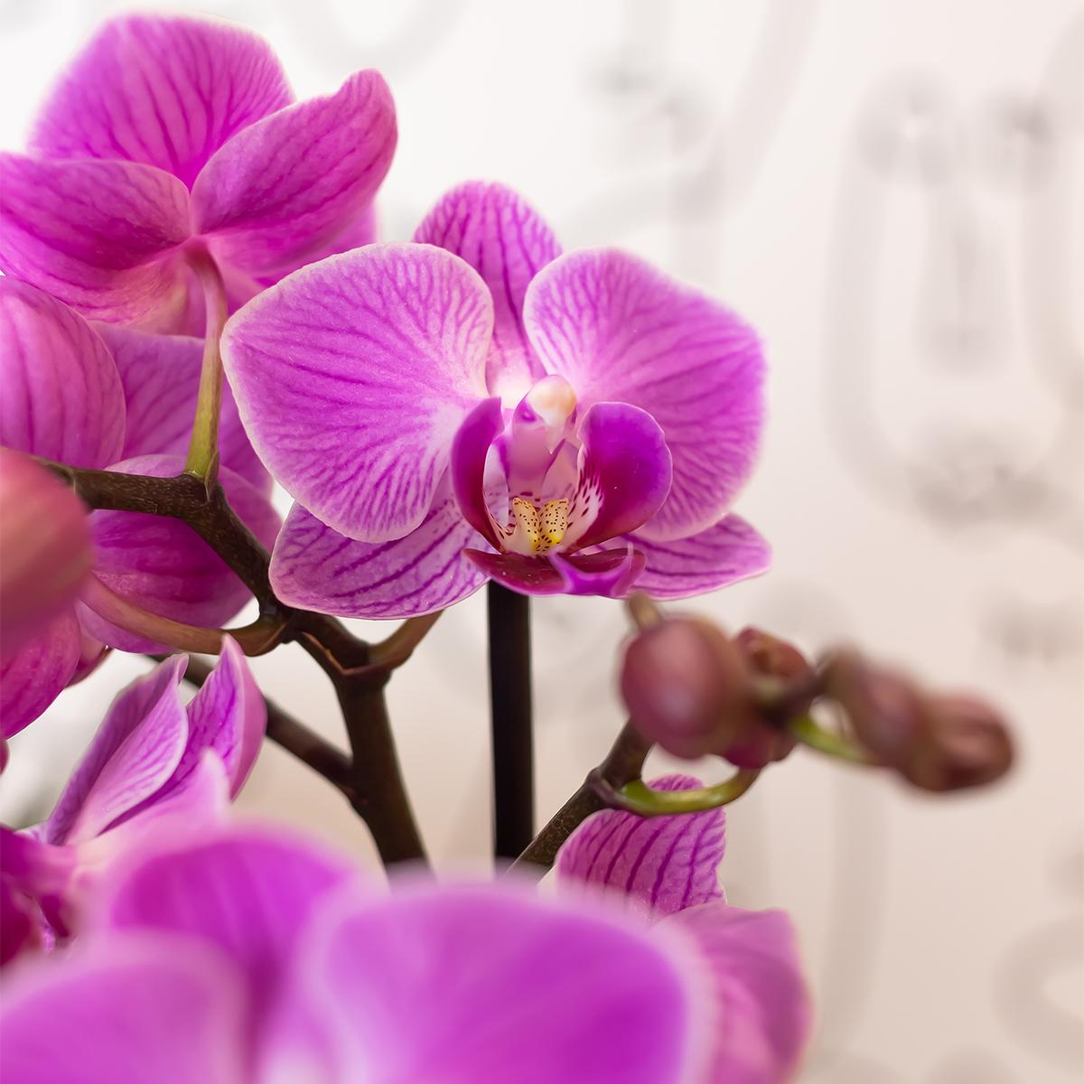 Johanna (Phalaenopsis Vienna)