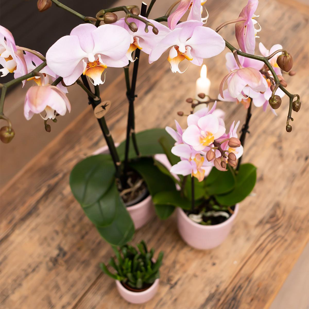 Kim (Phalaenopsis Kikion)