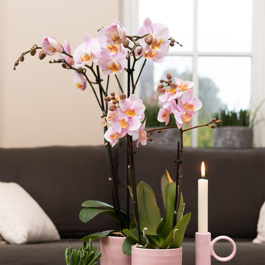Kim (Phalaenopsis Kikion)