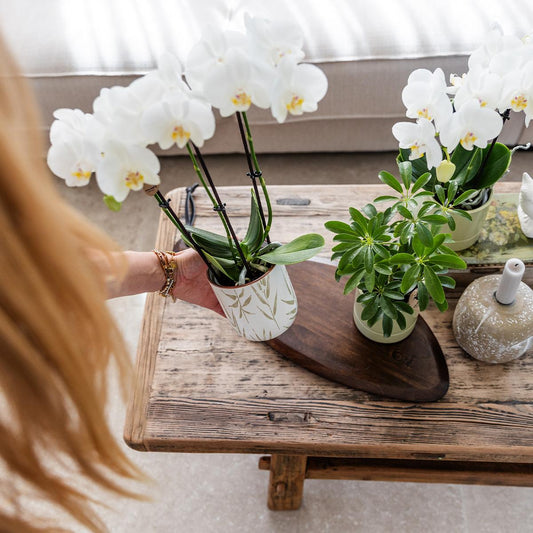 Ziertopf Blätter Grün