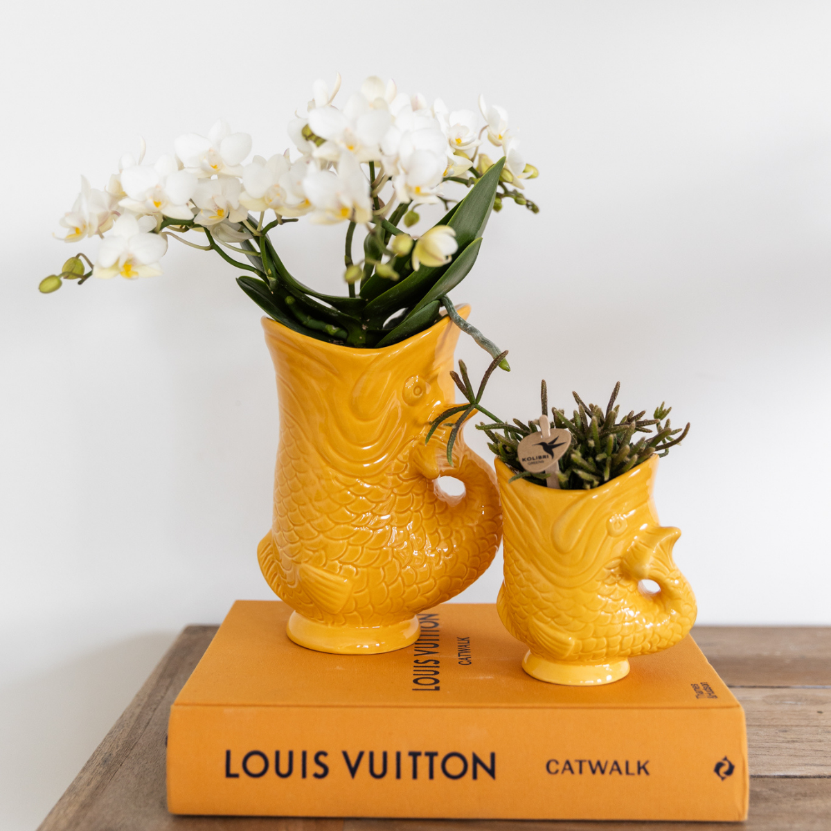 Leonor (Phalaenopsis Nazaré)