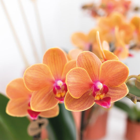 Giulia (Phalaenopsis Mineral Bolzano)