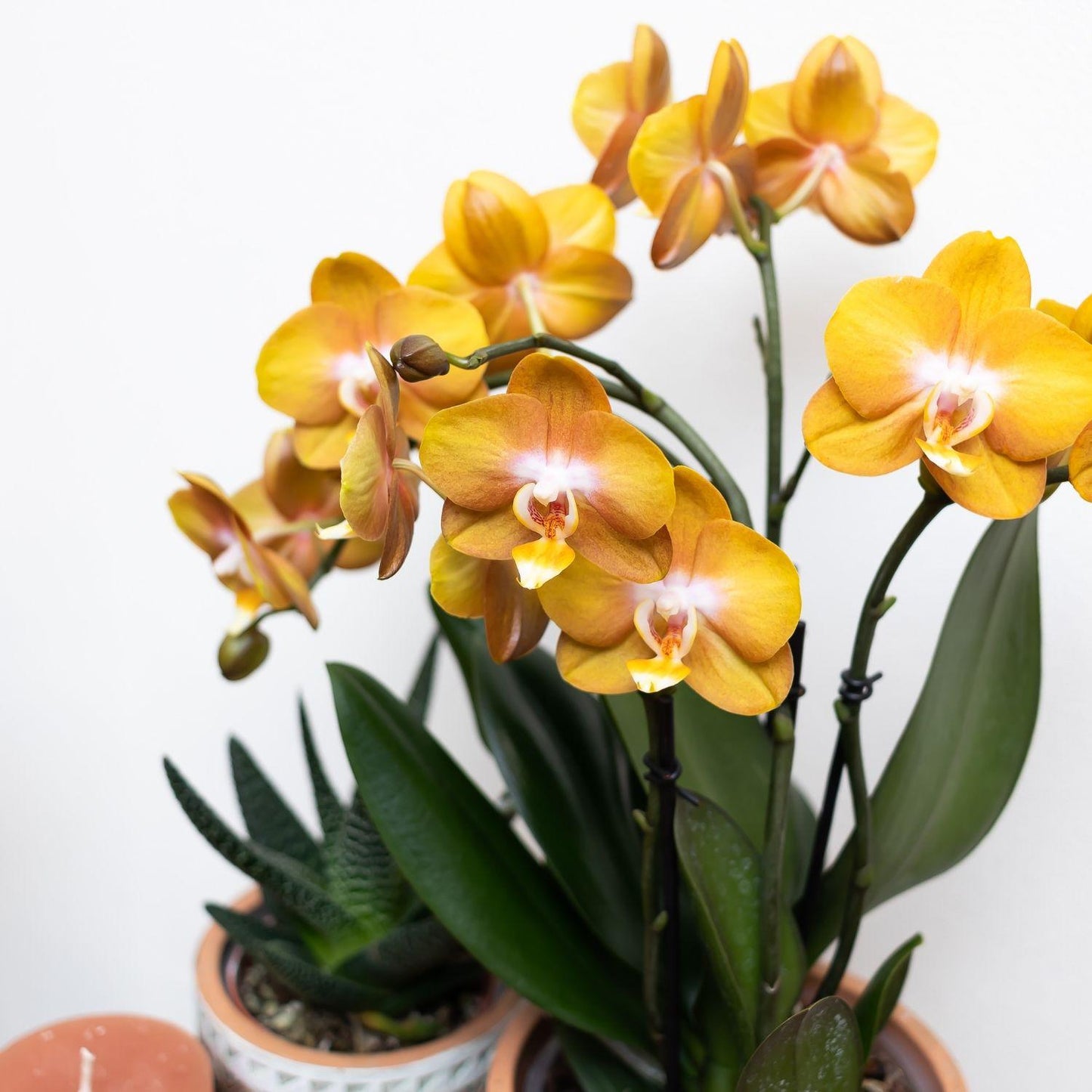 Aurelia (Phalaenopsis Jewel Las Vegas)