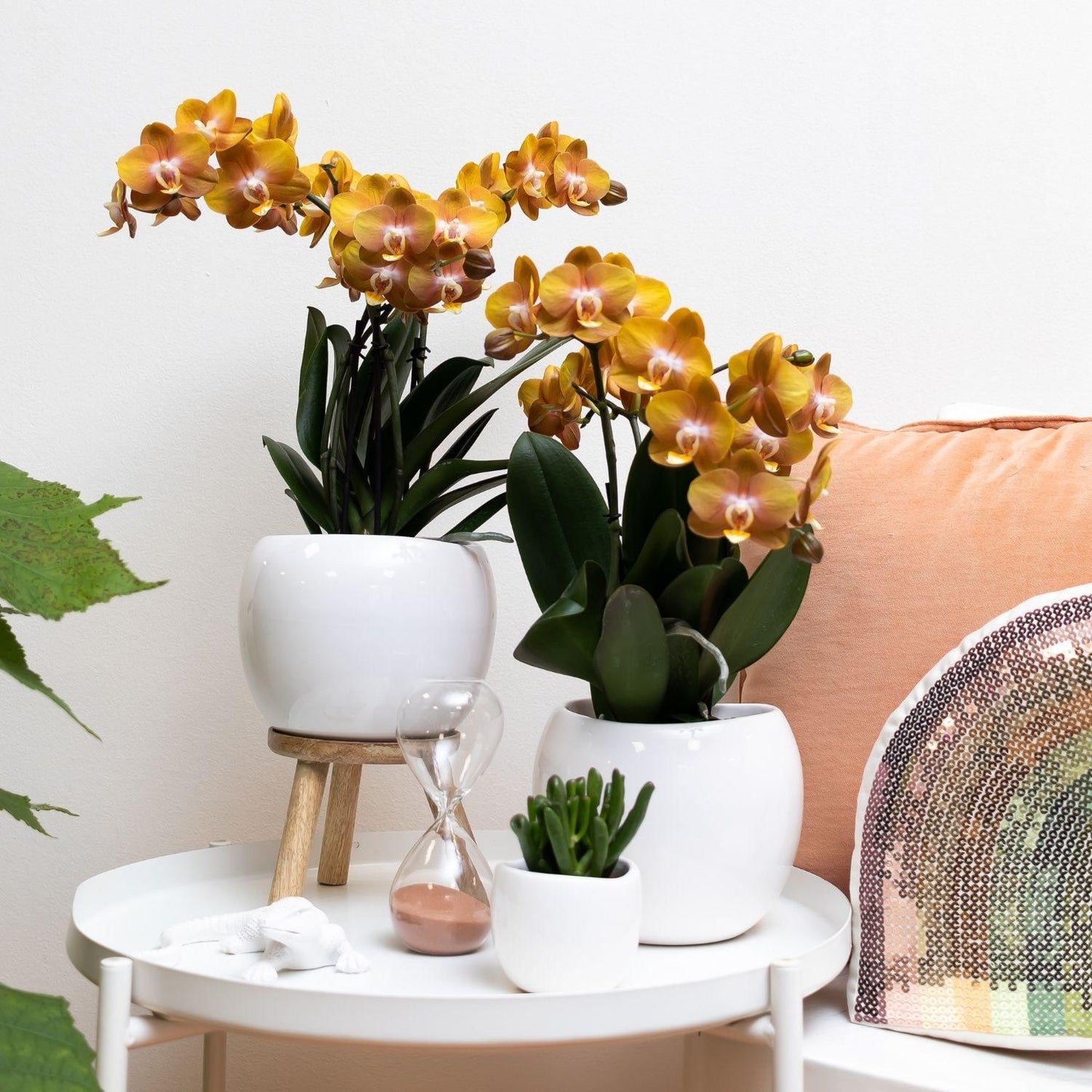 Aurelia (Phalaenopsis Jewel Las Vegas)