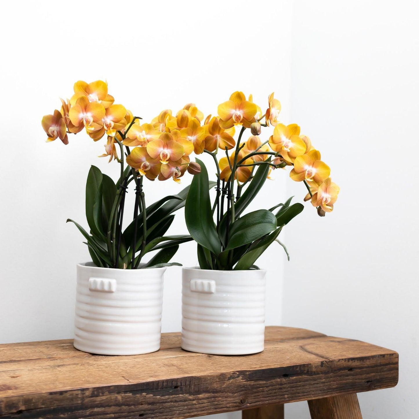 Aurelia (Phalaenopsis Jewel Las Vegas)