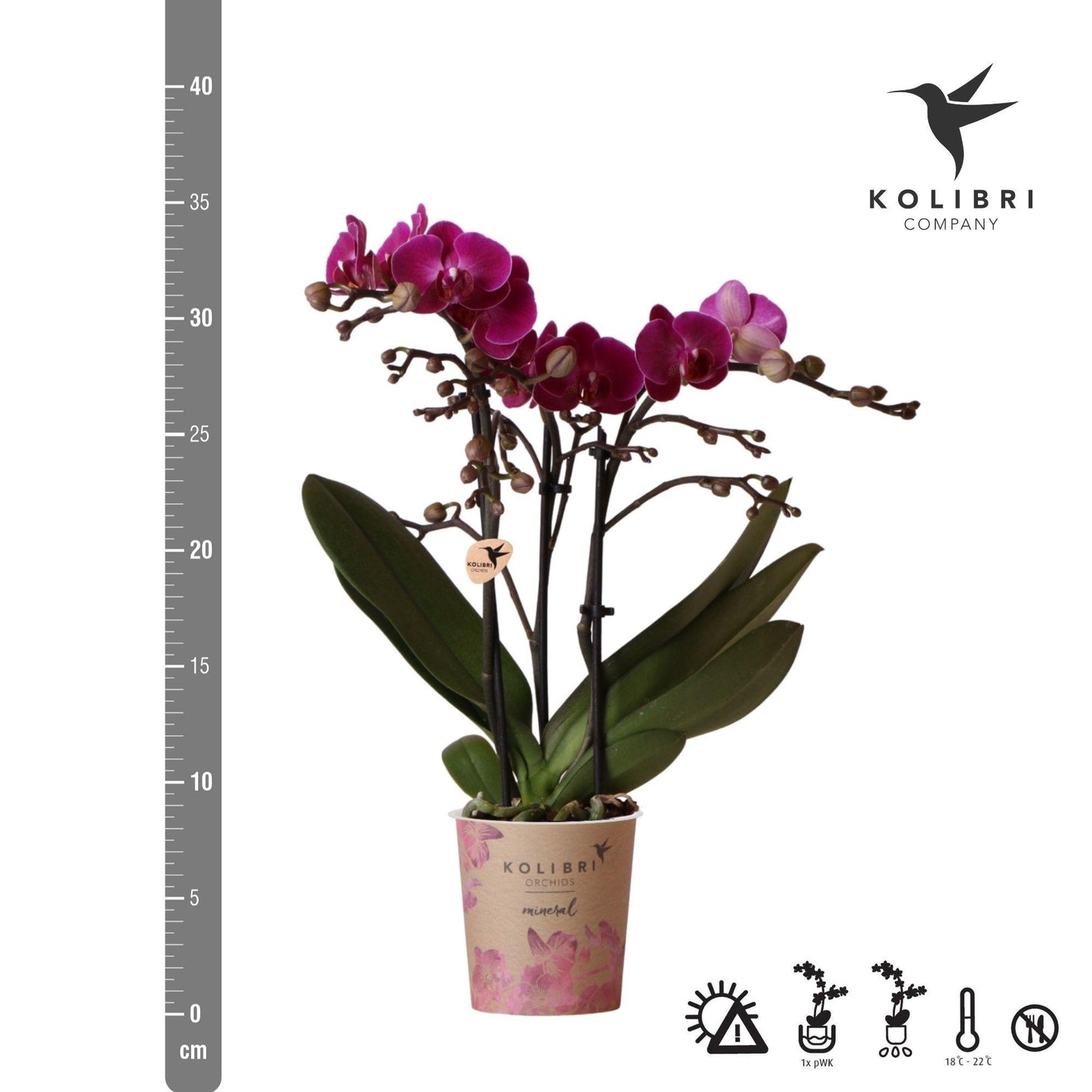 Valeria (Phalaenopsis Morelia)