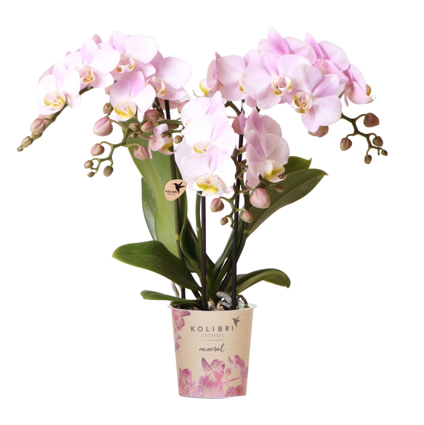 Joana (Phalaenopsis Portugal)
