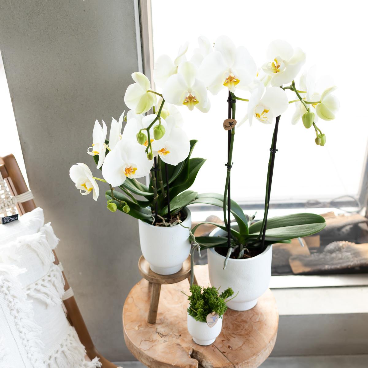 Pflanzenständer aus Holz