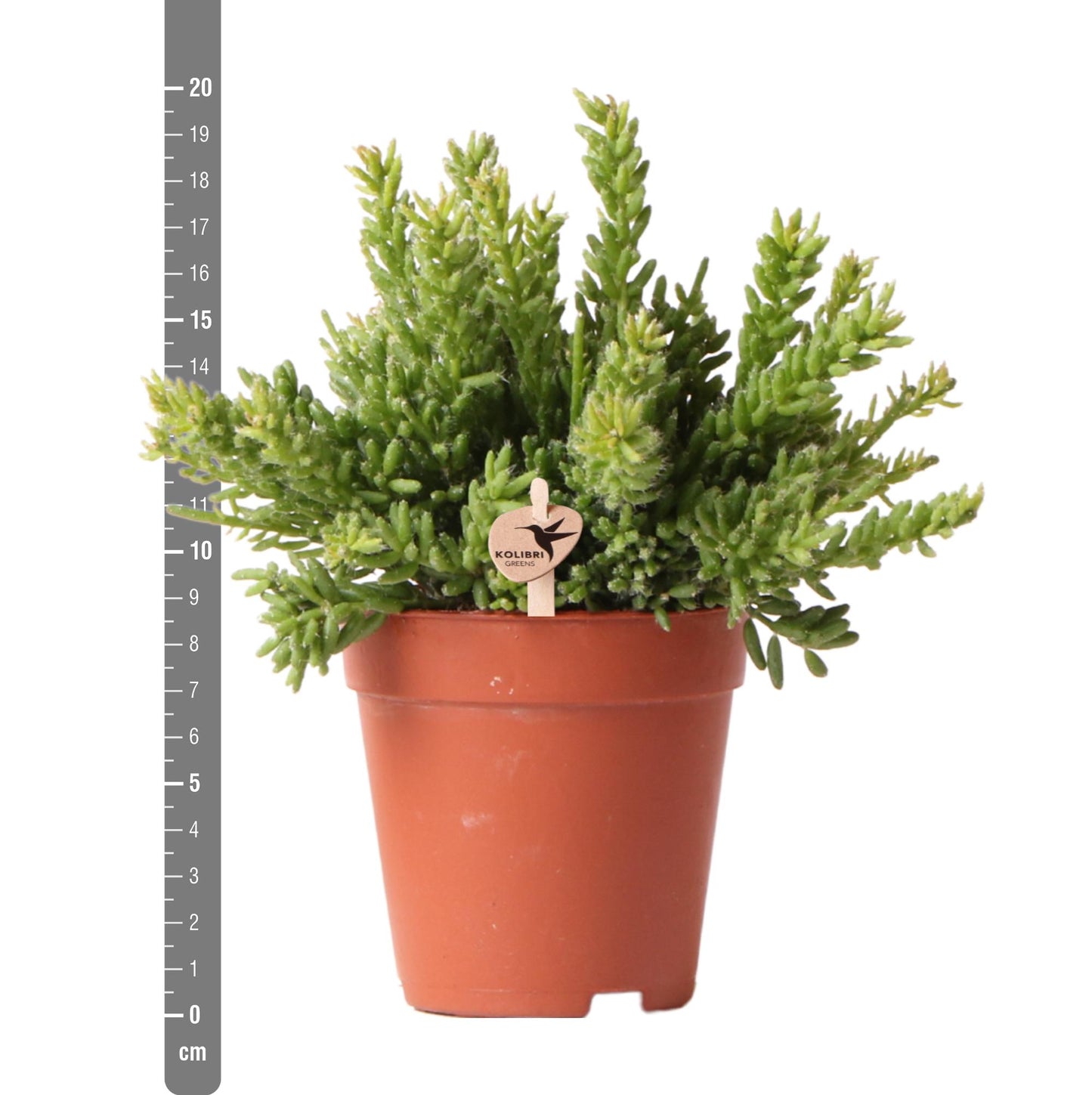 Rhipsalis Mesembryanthemoides