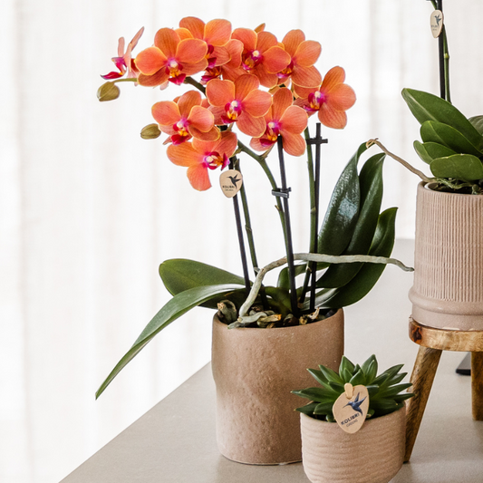 Set "Giulia & Friends"