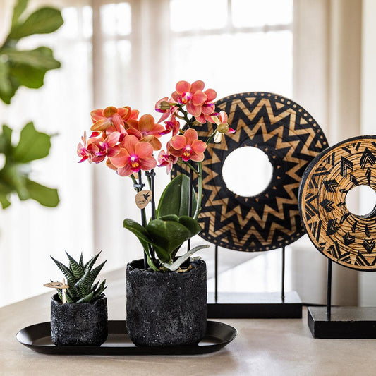 Set 'Home Hub Orange' mit einer Phalaenopsis Orchidee Bolzano und einer Sukkulente in Moon Töpfen für stilvolle Wohnungsdekoration.