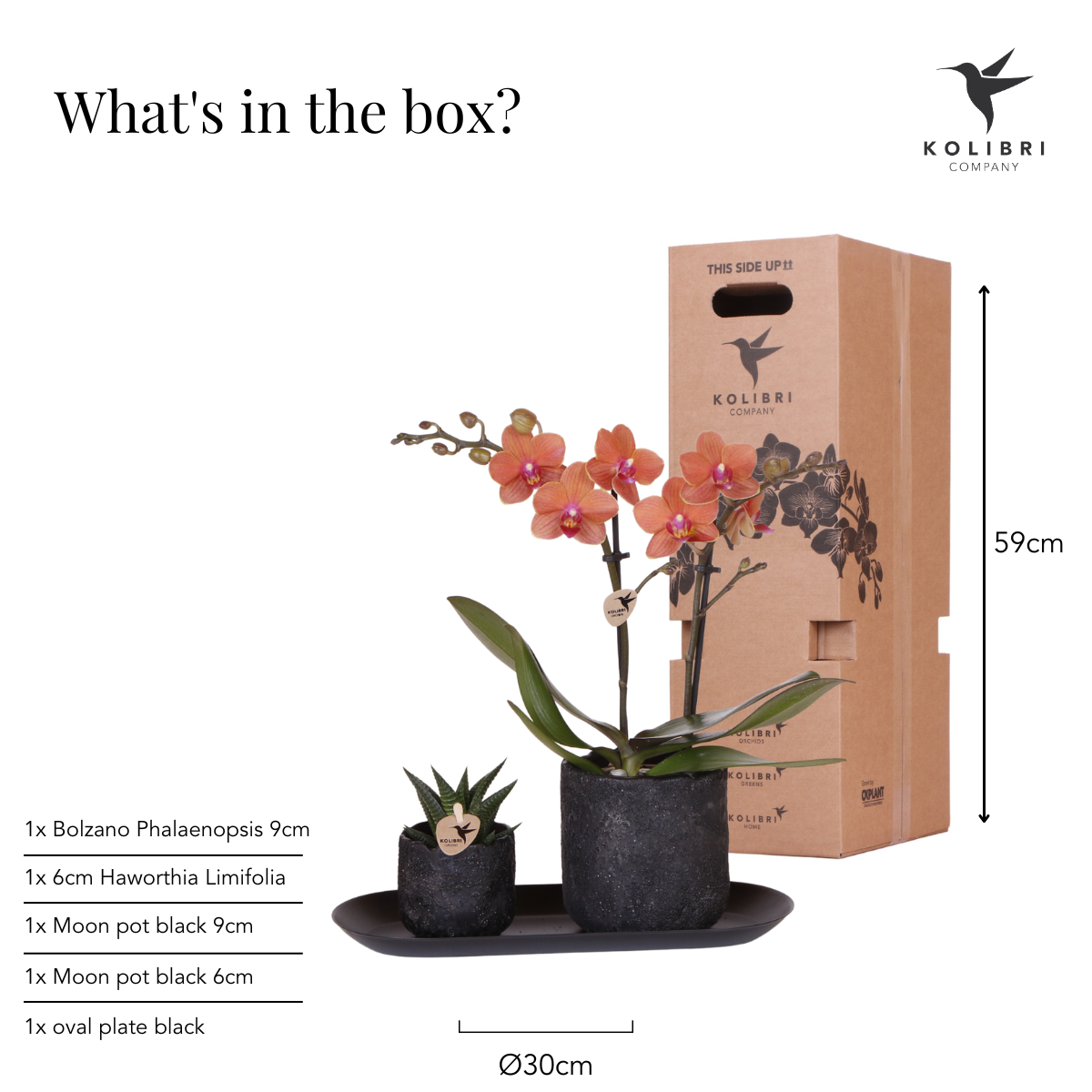 Set 'Home Hub Orange' mit einer Phalaenopsis Orchidee Bolzano und einer Sukkulente in Moon Töpfen für stilvolle Wohnungsdekoration.