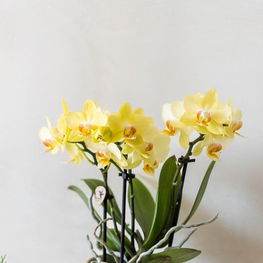 Solea mit Ziertopf Floral hellblau