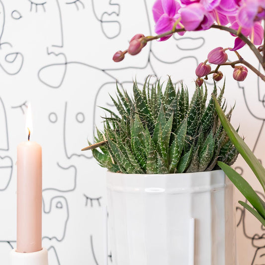 Haworthia Royal Highness