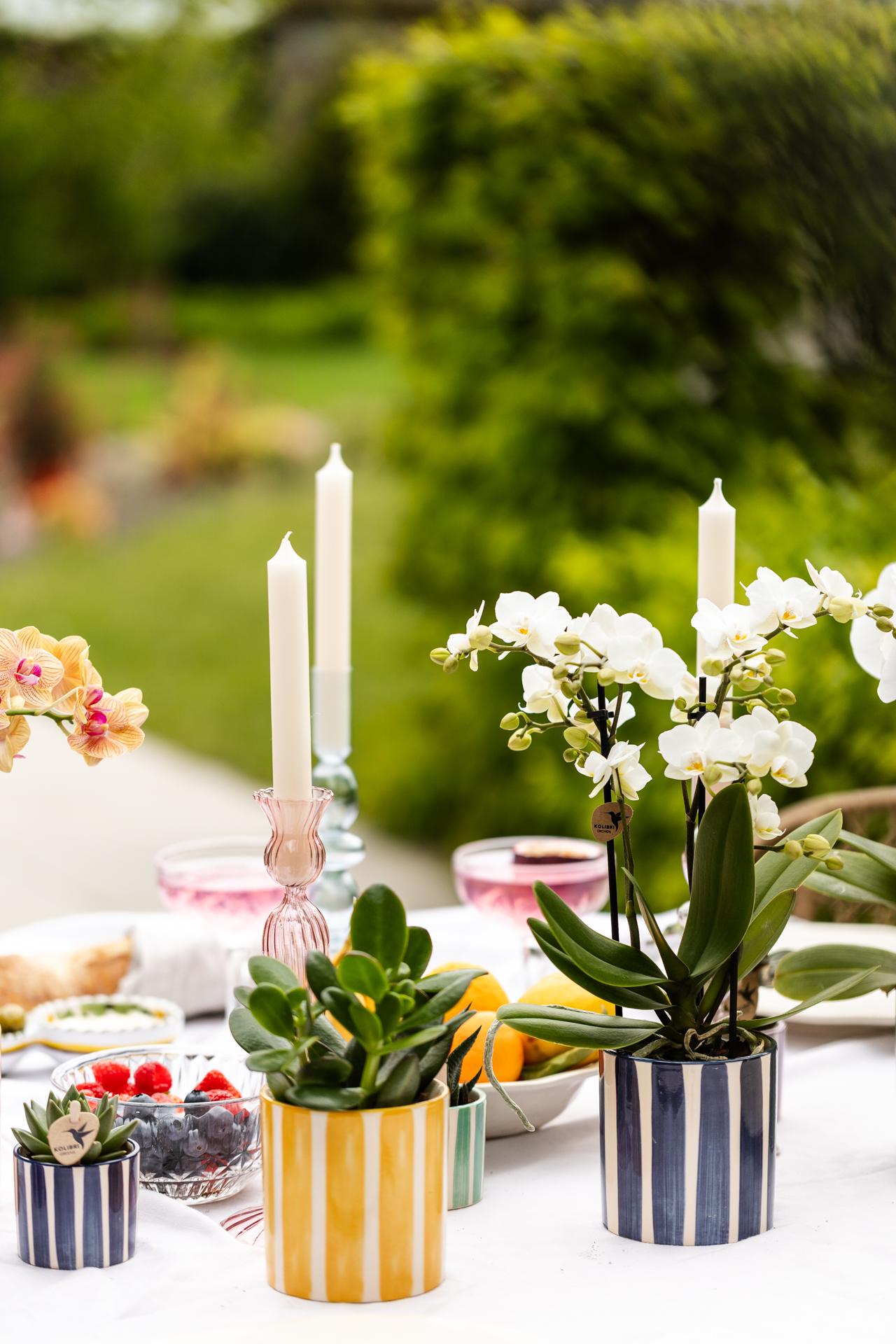 Sukkulenten Set 6 Stück in Streifentöpfen