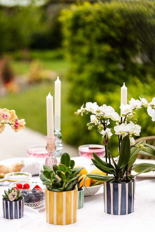 Sukkulenten Set 6 Stück in Streifentöpfen