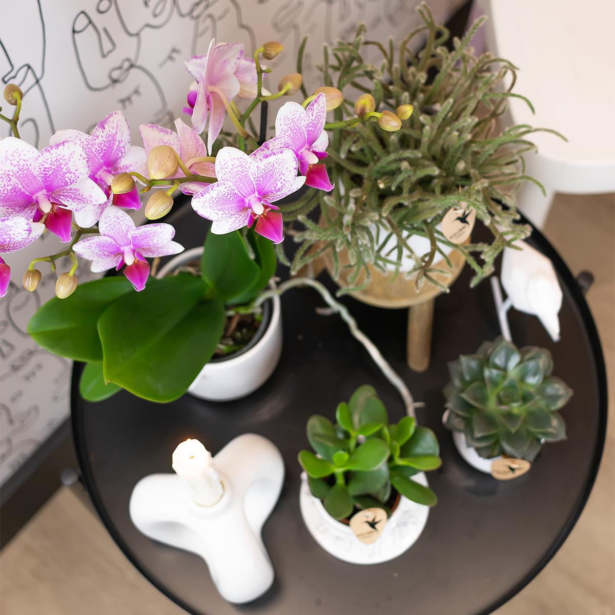 Tess (Phalaenopsis Rotterdam)
