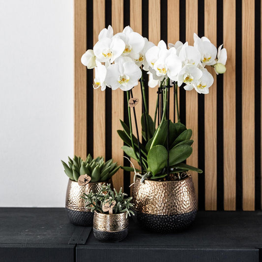 Ziertopf Elite kupfer