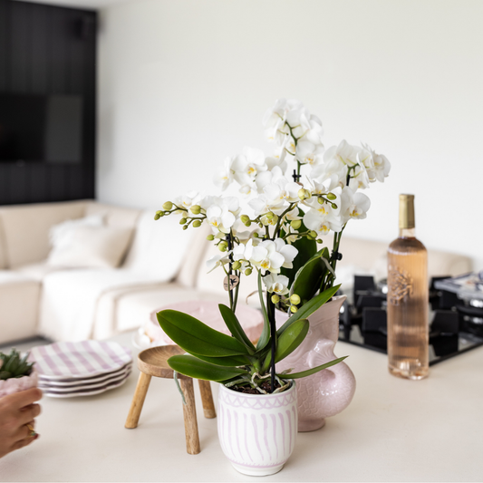 Ziertopf Granada rosa