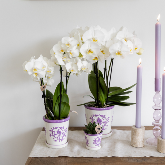 Ziertopf Málaga lilac