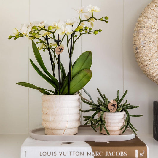 3 x Ziertopf Marmor hell