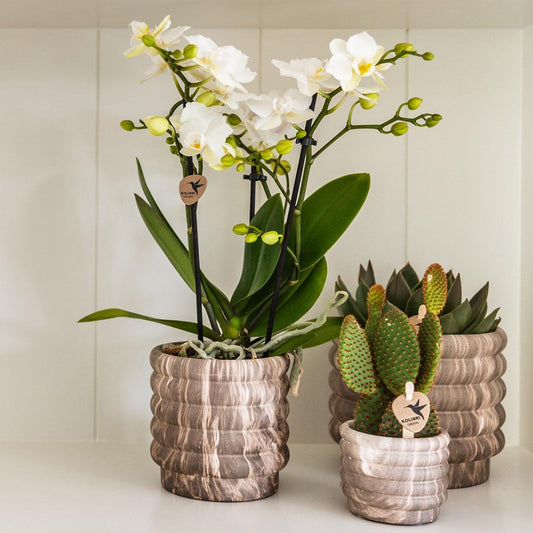 Ziertopf Marmor dunkel