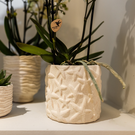 Ziertopf Seestern sandfarben