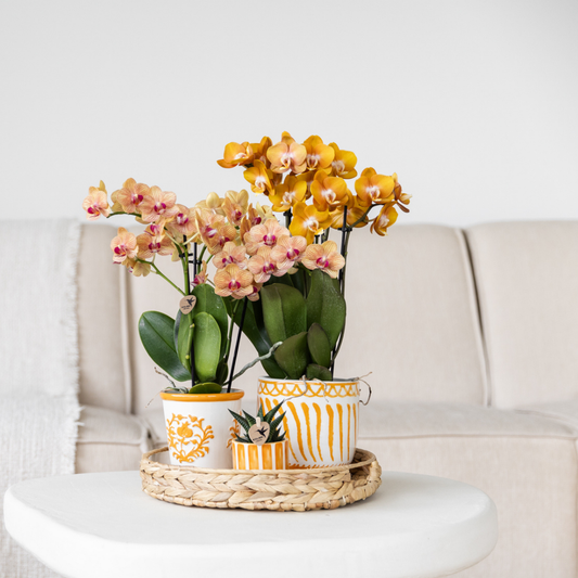 Ziertopf Málaga orange