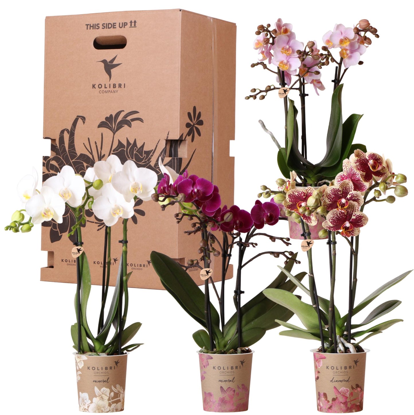 Überraschungsbox 9cm - Vorteilsbox mit 4 Orchideen