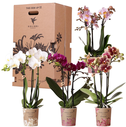 Überraschungsbox 9cm - Vorteilsbox mit 4 Orchideen