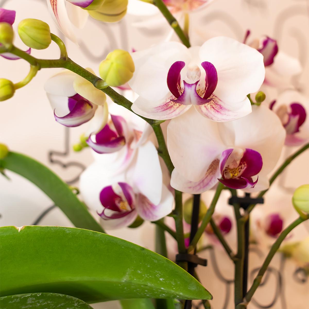 Victoria (Phalaenopsis Vienna)