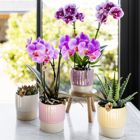 Ziertopf Butter rosa