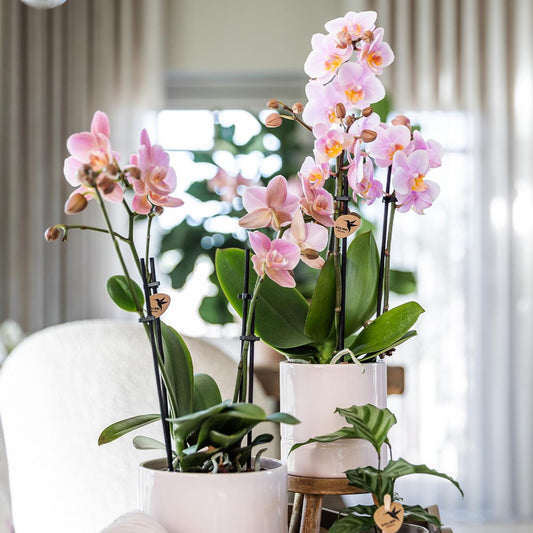 Ziertopf Pastel Rosa